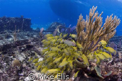 The "Sugar Wreck" on the "Little Bahama Bank" Bahamas is ... by Mike Ellis 